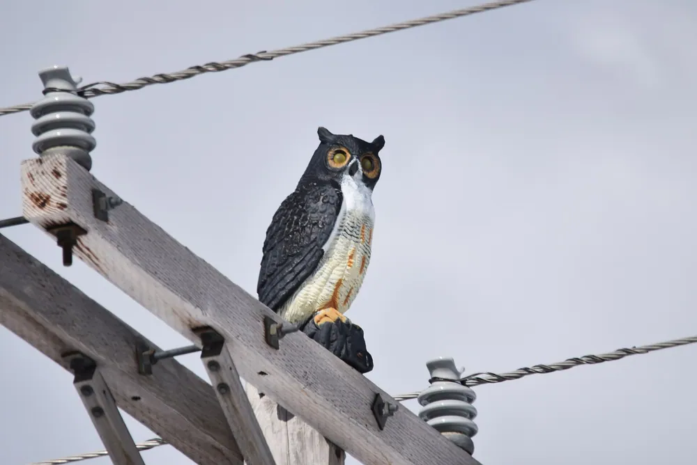 Plastic Owl on Duty