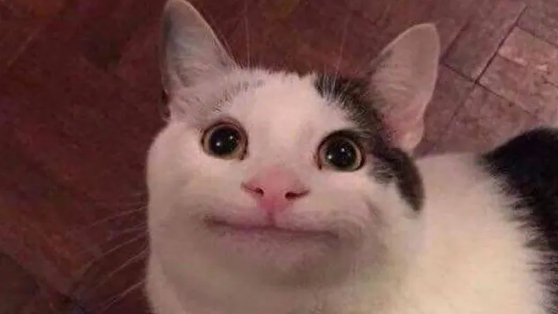 Polite Cat
