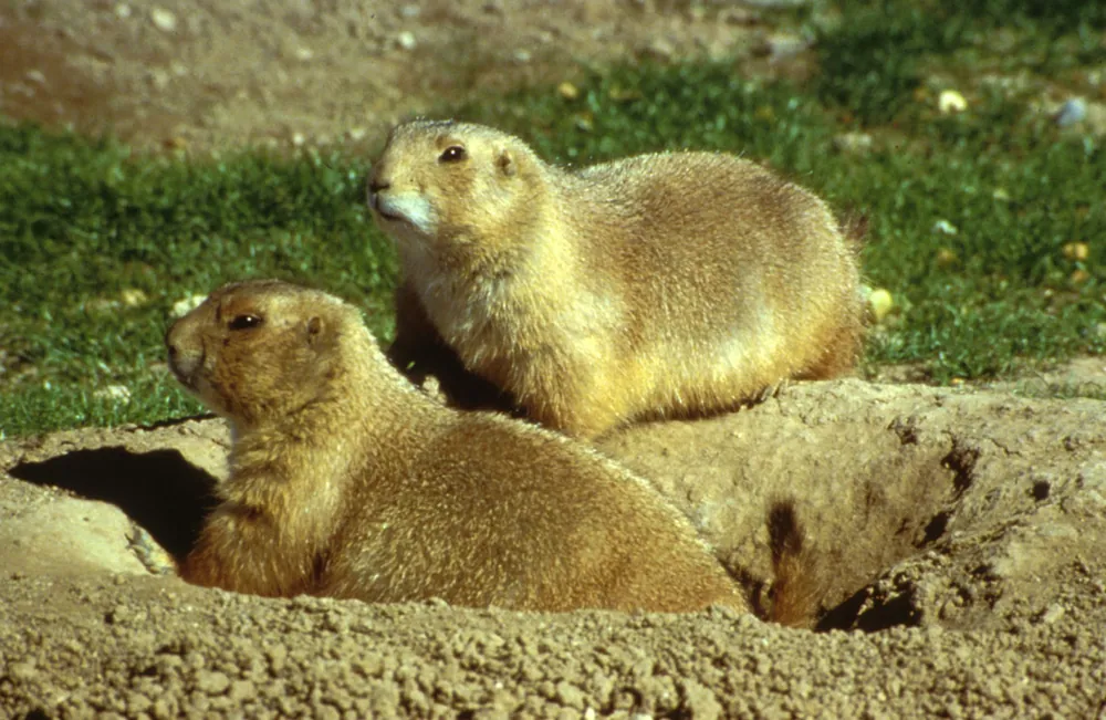 Prairie Dog Lookout