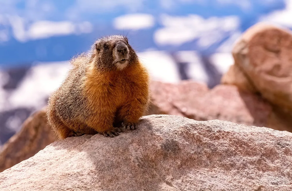 Proud Marmot on a Rock