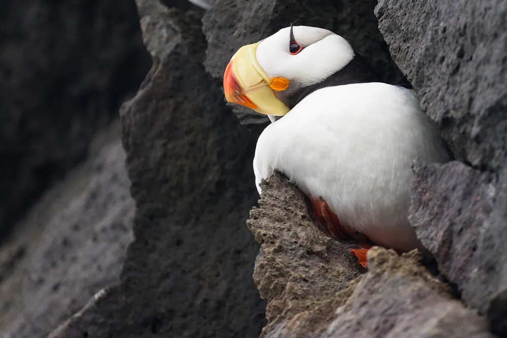 Puffin Side-Eye