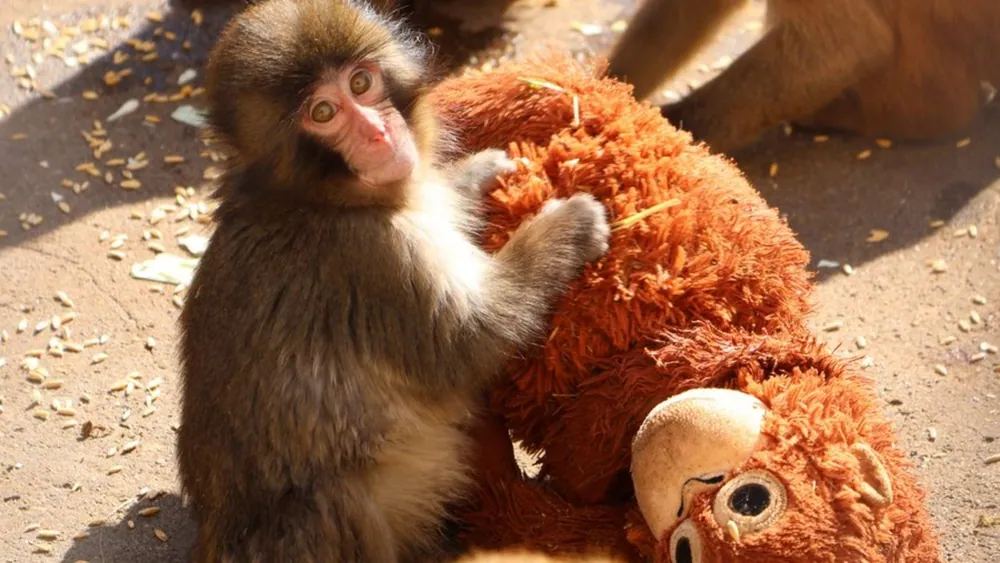 Punch the Monkey