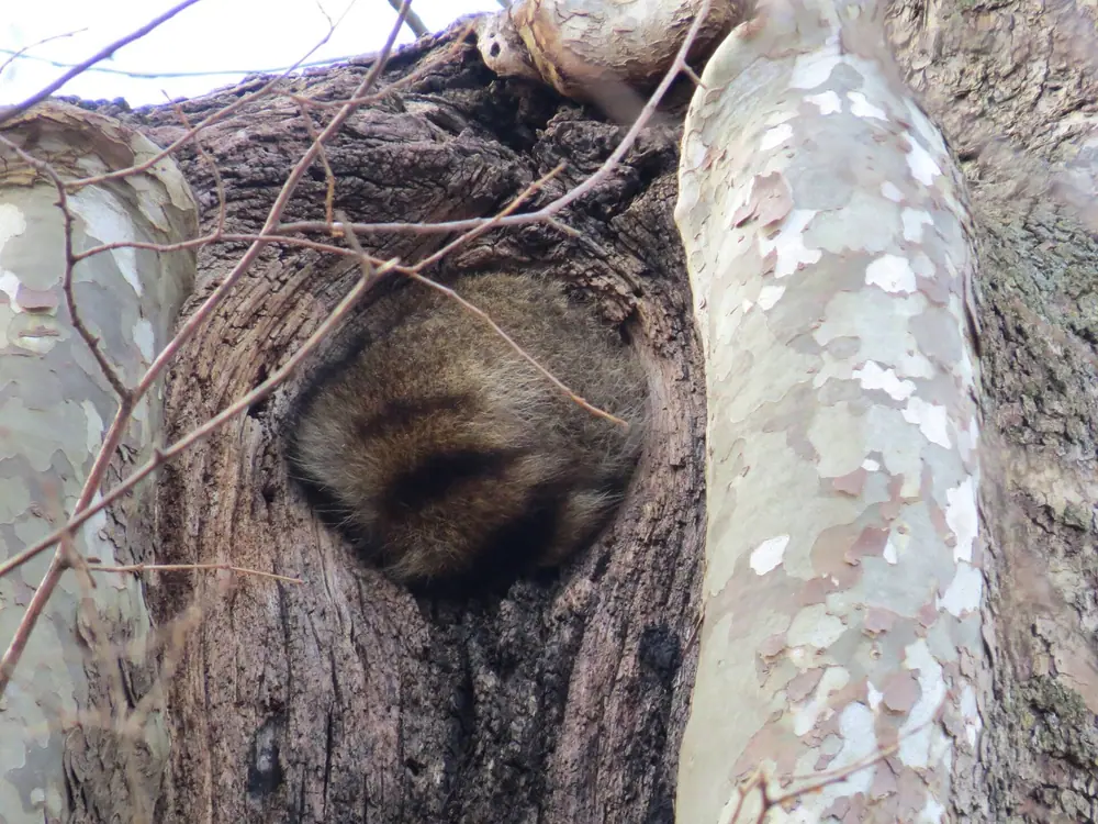 Raccoon Hiding in Tree