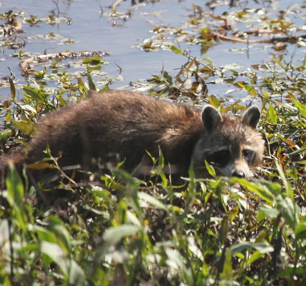 Shy Raccoon Peeking