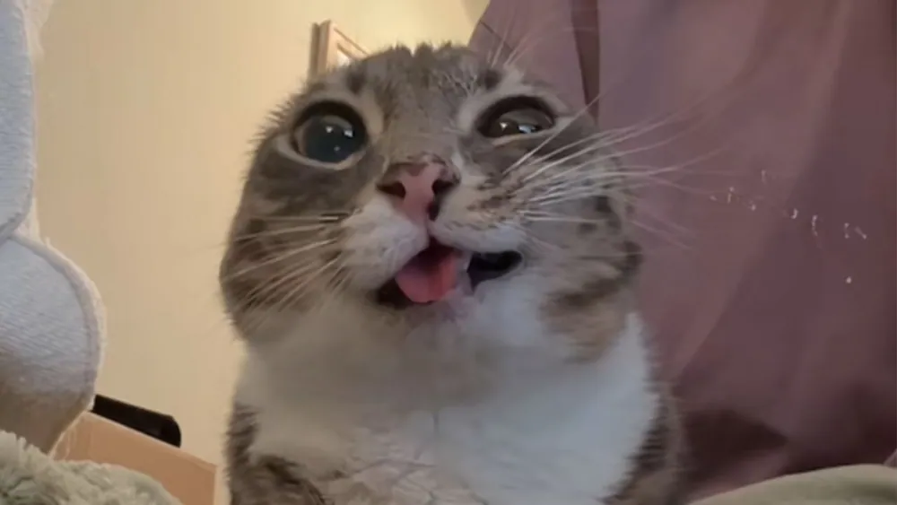 Rigby the Cat