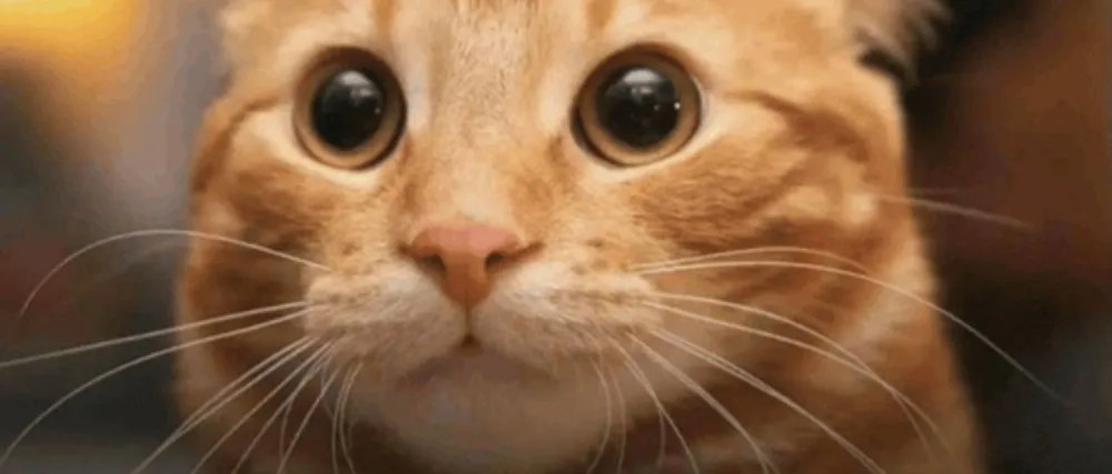 Scientists Reveal the Hi (Wide-Eyed Ginger Cat)