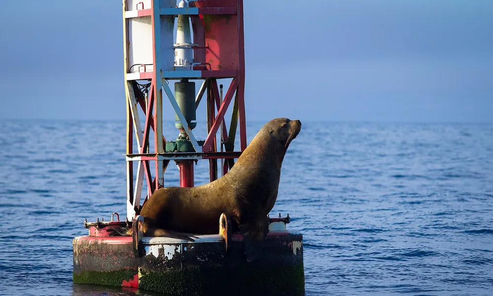 Sea Lion Claims the Buoy