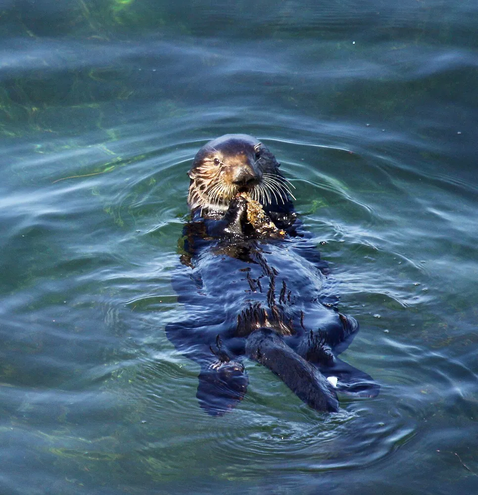 Sea Otter Snack Break