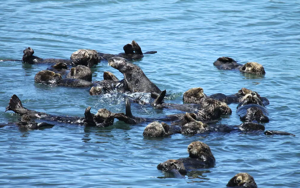 Sea Otters Floating Together