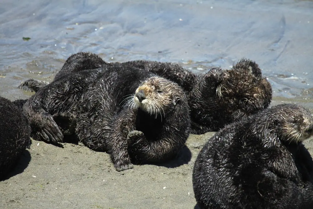 The One Awake Otter