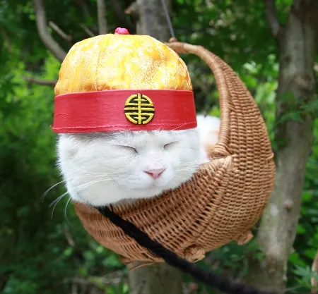 Shironeko