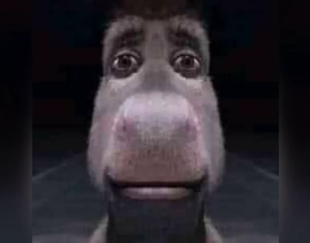 Donkey Staring