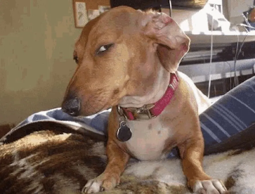Side Eye Dog