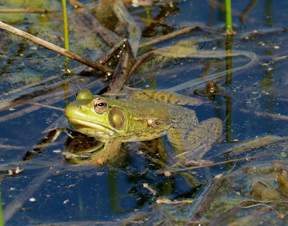 Smug Pond Frog