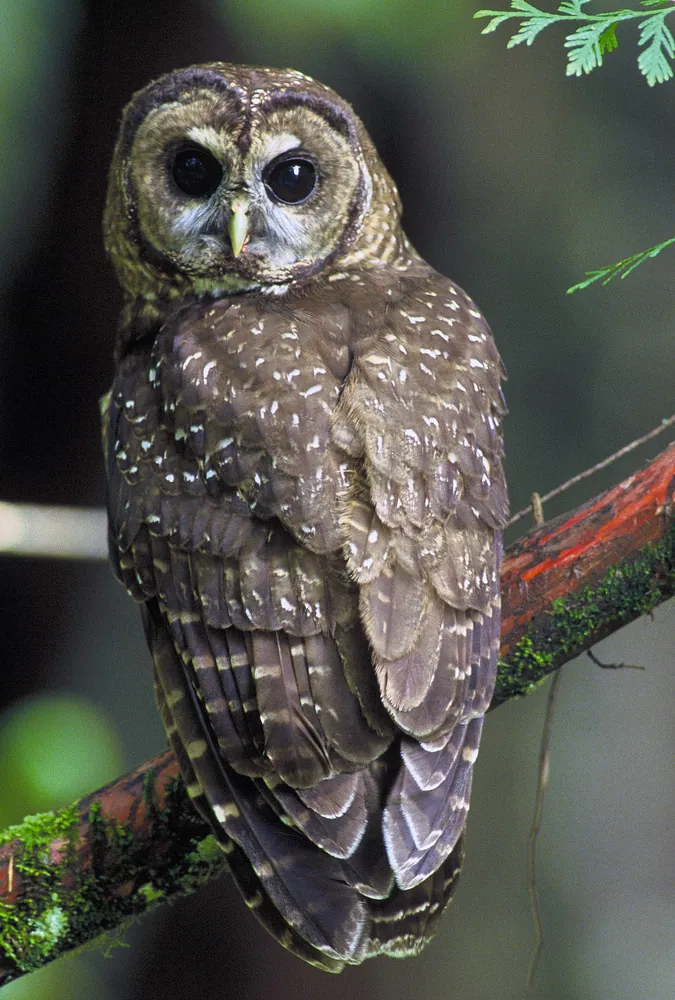 Judging Owl