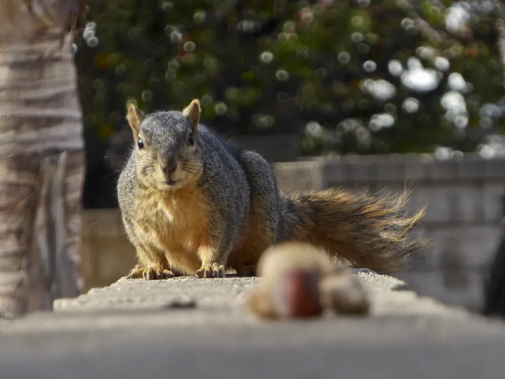 Squirrel Eyeing Your Snack
