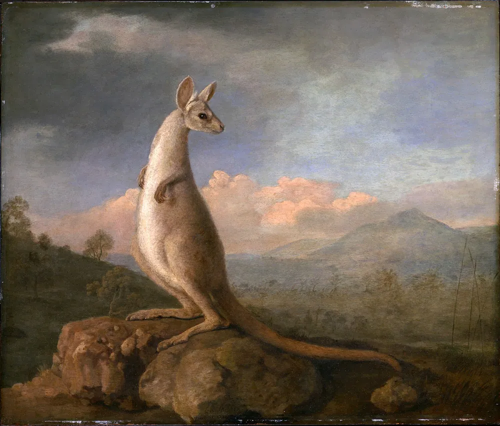 Confused Early Kangaroo