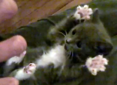 Surprised Kitty