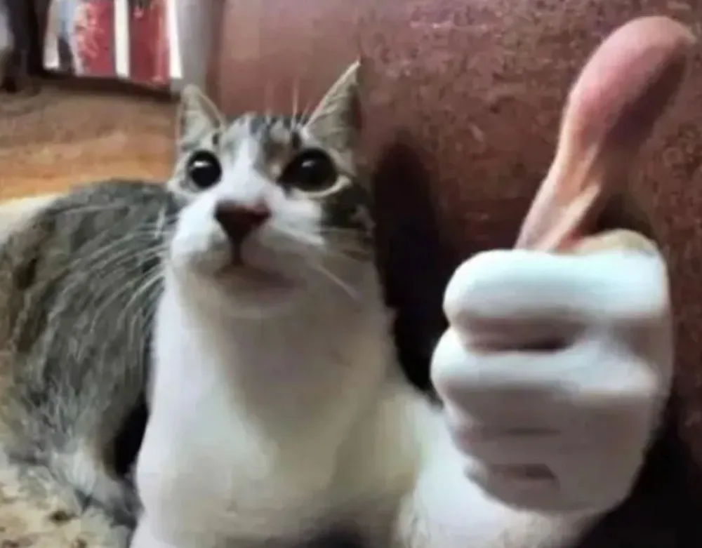 Thumbs Up Cat