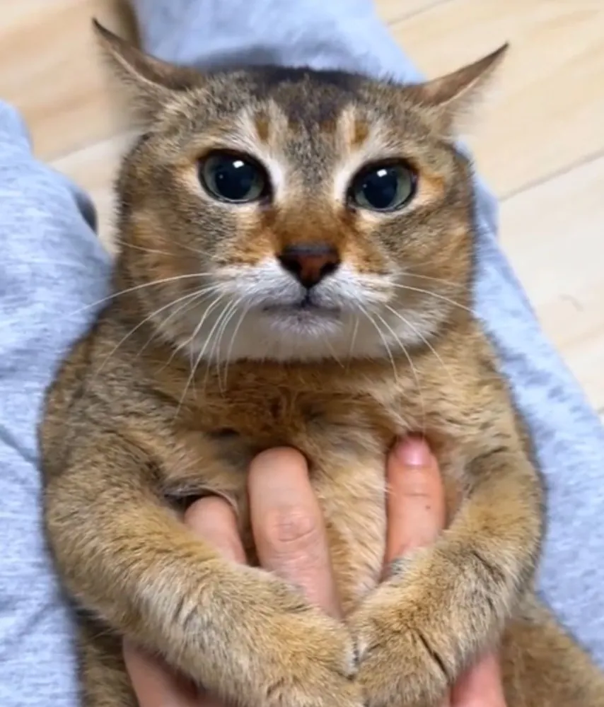 Tole Tole Cat