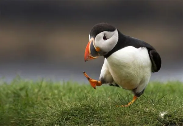 Unpopular Opinion Puffin