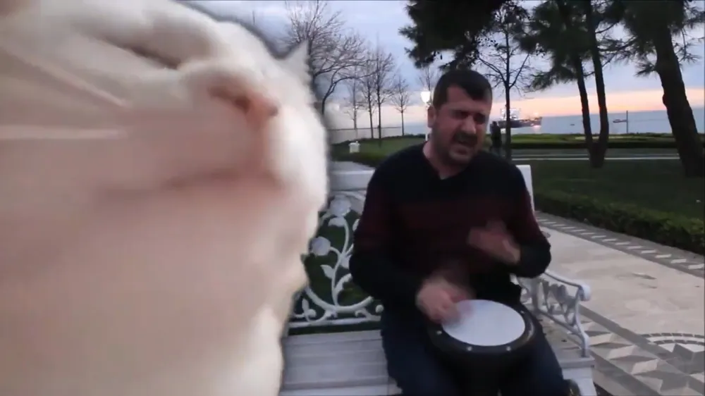Vibing Cat