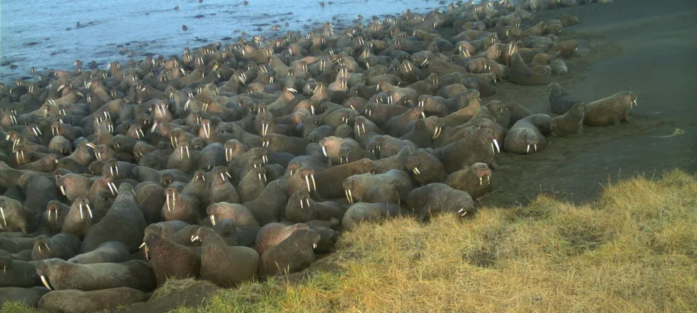 Walrus Crowd