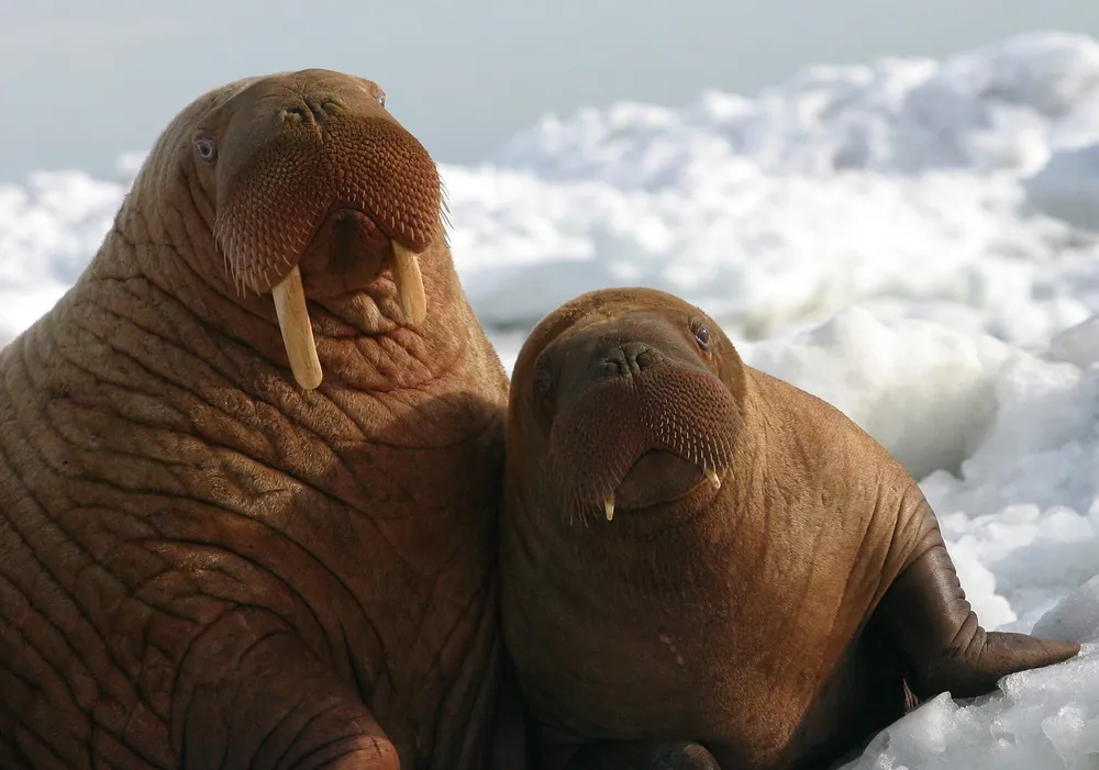 Walrus Cuddle Buddies