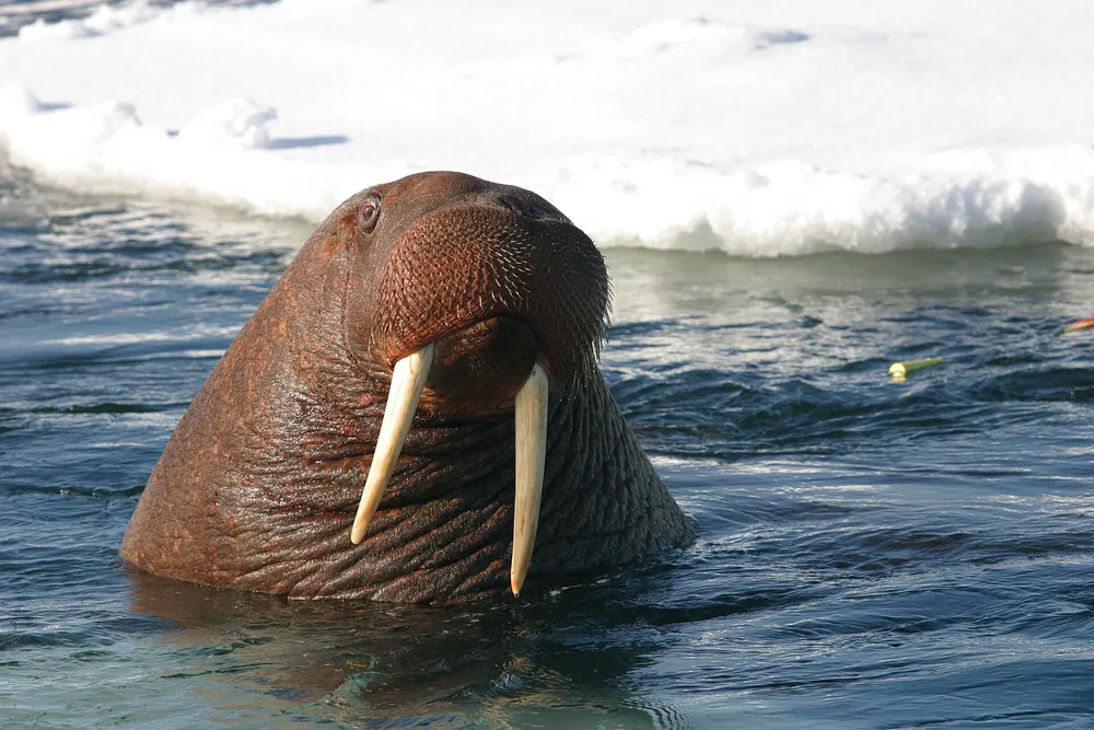 Unimpressed Walrus