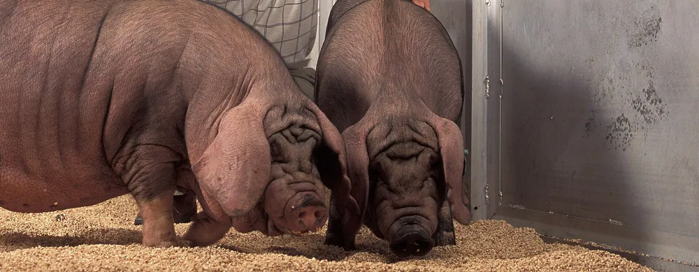 Wrinkly Pig Besties